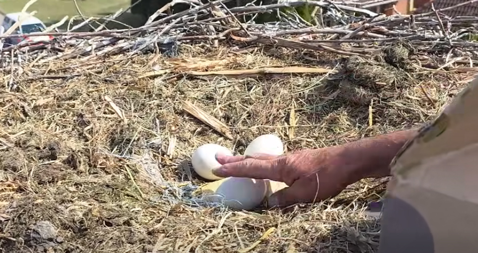 Menteni kellett a hajdúnánási gólyatojásokat