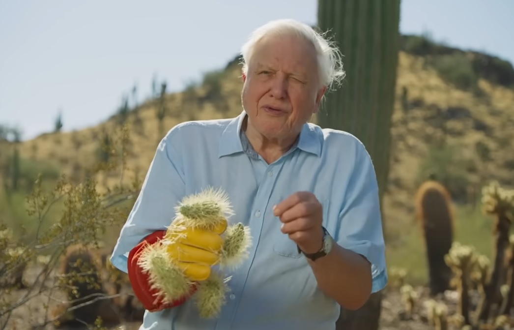 Sir David Attenborough 100 éves