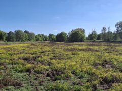 Vekeri-tó beerdősül