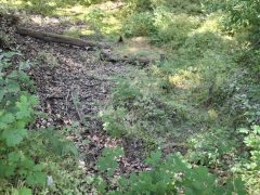 Vekeri-tó beerdősül