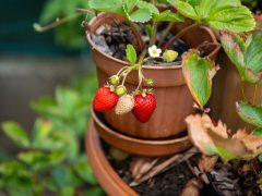 Debrecen legszebb konyhakertjei