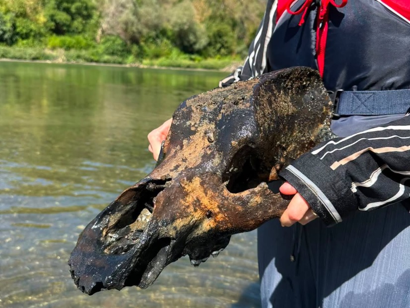Barlangi medve koponya a Tiszából