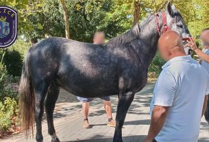 Hintóval elszabadult lovak sodortak el a gyalogosokat Kiskunfélegyházán