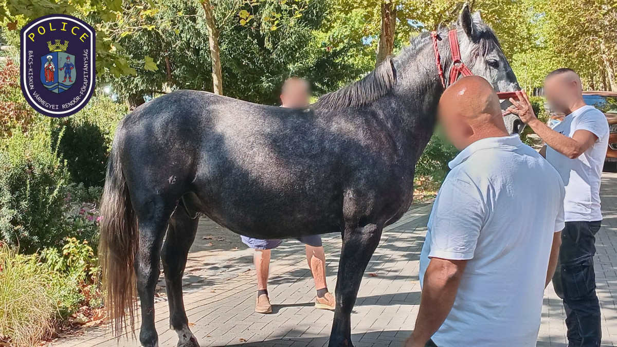 Hintóval elszabadult lovak sodortak el a gyalogosokat Kiskunfélegyházán