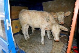 Furgonnal lopták a borjúkat Hajdú-Biharban