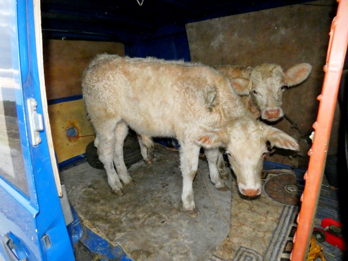 Furgonnal lopták a borjúkat Hajdú-Biharban